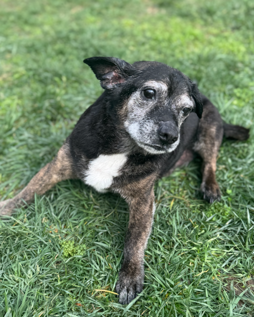 My old dog, Grus